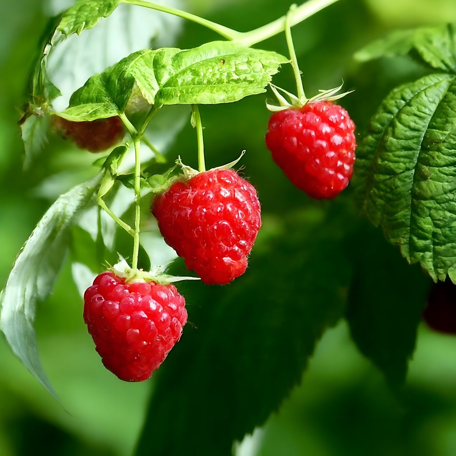 Mallin Raspberry Malling Admiral Raspberry – Lincspplants