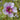 Lavatera 'Maritima' 2L