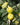 Meech's Prolific Quince