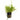 Micranthemum umbrosum - AQ526