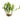 Java Fern Windelov (Microsorum pteropus) - Tropical Water Live Aquarium Plants