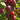Ruby Cherry Plum