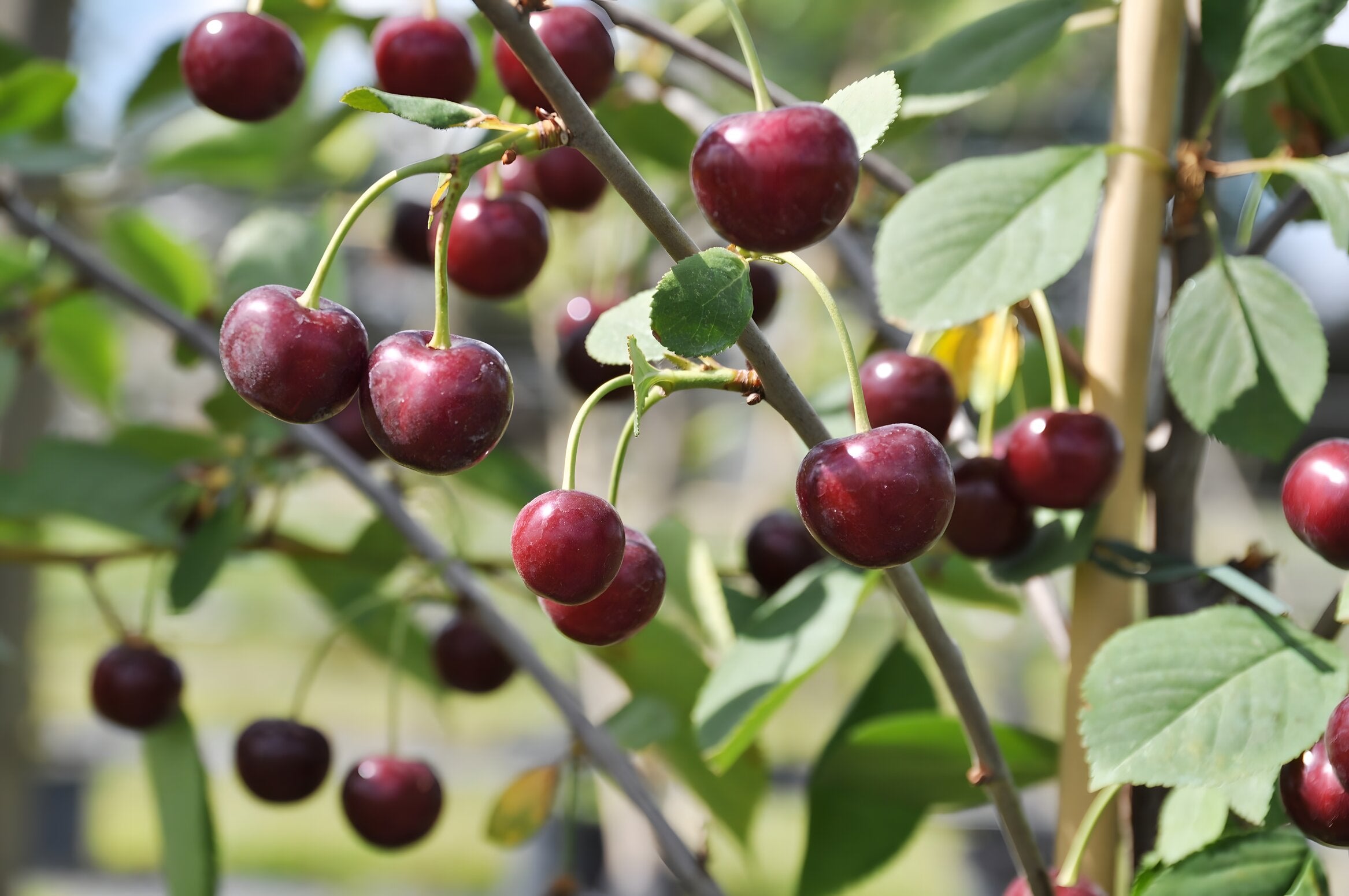 Morollo Morello Cherry – Lincspplants
