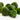 ALL sizes Marimo Moss Balls - Aquascaping Live Aquarium Plants Tropical Aquatic Nano Lincolnshire Pond Plants
