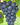 Muscat Bleu Grape