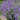 Nepeta 'Walker’s Low' 9cm/2L
