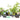 Lincolnshire Pond Plants Crested Newt Marginal 8 Pack Potted - CN802