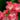 Penstemon Red 9cm/1.5L
