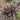 Phormium 'Platts Black' 3L/5L/10L