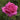Pink Favourite Rose -  Hybrid Tea (PRE ORDER DECEMBER '25)