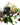 Pond Starter & top up Packs - Oxygenating - Compost and Pots