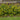 Potentilla - Medicine Wheel Mountain - Yellow 2L (30-40cm)