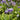 Primula Capitata - Marginal Pond Plants - BP095