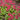 Primula Japonica - Marginal Pond Plants - BP098