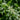Ligustrum ovalifolium 5L (Privet Hedging)