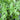 Peltandra undulata (Green arrow arum) - Marginal Pond Plants - Pond Plants - Water Plants-0