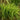 Carex muskingumensis (Musk sedge) - Marginal Pond Plants - Pond Plants - Water Plants-0