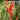 Mimulus cardinalis (Scarlet monkey flower) - Marginal Pond Plants - Pond Plants - Water Plants-0