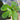 1 - 25 / Oxygenating Pond Water Plants - Water Lettuce - Floating Pond Plants - Pond Plants - Water Plants-0