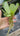 1 - 25 / Oxygenating Pond Water Plants - Water Lettuce - Floating Pond Plants - Pond Plants - Water Plants-2714