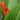 Canna Pretoria - Marginal Pond Plants - Pond Plants - Water Plants-0