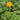 Trollius Chinensis - Marginal Pond Plants - Pond Plants - Water Plants-19639