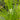 Dichromena colorata (Star grass) - Marginal Pond Plants - Pond Plants - Water Plants-19553