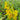 Lysimachia punctata Alexander (Golden candles or Golden spire) - Marginal Pond Plants - Pond Plants - Water Plants-19556
