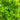Marsilea quadrifolia (Water shamrock or Upright water clover) - Marginal Pond Plants - Pond Plants - Water Plants-19561