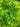Marsilea quadrifolia (Water shamrock or Upright water clover) - Marginal Pond Plants - Pond Plants - Water Plants-19561