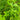 Marsilea quadrifolia (Water shamrock or Upright water clover) - Marginal Pond Plants - Pond Plants - Water Plants-0