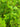 Marsilea quadrifolia (Water shamrock or Upright water clover) - Marginal Pond Plants - Pond Plants - Water Plants-0