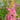 Lythrum salicaria Robert (Loosestrife) - Marginal Pond Plants - Pond Plants - Water Plants-0