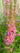 Lythrum salicaria Robert (Loosestrife) - Marginal Pond Plants - Pond Plants - Water Plants-0