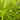 Carex grayi (Mace sedge) - Marginal Pond Plants - Pond Plants - Water Plants-0
