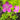 Geranium palustre - Marginal Pond Plants - Pond Plants - Water Plants - Bog Plants-0