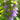 Lobelia siphilitica (Blue lobelia) - Marginal Pond Plants - Pond Plants - Water Plants-19617