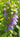 Lobelia siphilitica (Blue lobelia) - Marginal Pond Plants - Pond Plants - Water Plants-19617