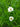 Achillea ptarmica 'The Pearl' - Marginal Pond Plants - Pond Plants - Water Plants-19575