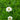 Achillea ptarmica 'The Pearl' - Marginal Pond Plants - Pond Plants - Water Plants-0