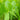 Sagittaria sagittifolia (Arrowhead) - Marginal Pond Plants - Pond Plants - Water Plants-19622