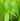 Sagittaria sagittifolia (Arrowhead) - Marginal Pond Plants - Pond Plants - Water Plants-19622