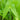 Sagittaria sagittifolia (Arrowhead) - Marginal Pond Plants - Pond Plants - Water Plants-0