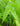 Sagittaria sagittifolia (Arrowhead) - Marginal Pond Plants - Pond Plants - Water Plants-0