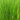 Equisetum scirpoides (Bushy horsetail) - Marginal Pond Plants - Pond Plants - Water Plants-19623