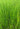 Equisetum scirpoides (Bushy horsetail) - Marginal Pond Plants - Pond Plants - Water Plants-19623