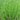 Equisetum scirpoides (Bushy horsetail) - Marginal Pond Plants - Pond Plants - Water Plants-0