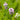 Mentha cervina (Water spearmint or Preslia cervina) - Marginal Pond Plants - Pond Plants - Water Plants-0