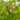 Stachys palustris (Marsh woundwort) - Marginal Pond Plants - Pond Plants - Water Plants-19592