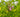 Stachys palustris (Marsh woundwort) - Marginal Pond Plants - Pond Plants - Water Plants-19592